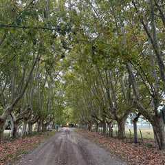 Vineyard in Buenos Aires