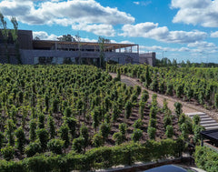 Vineyard in Buenos Aires, Enjoy delicious wine and food
