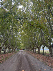 Experiencia de Campo de Día en Estancia