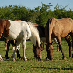 Dia de Estancia Experiência de Campo