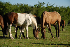 Experiencia de Campo de Día en Estancia