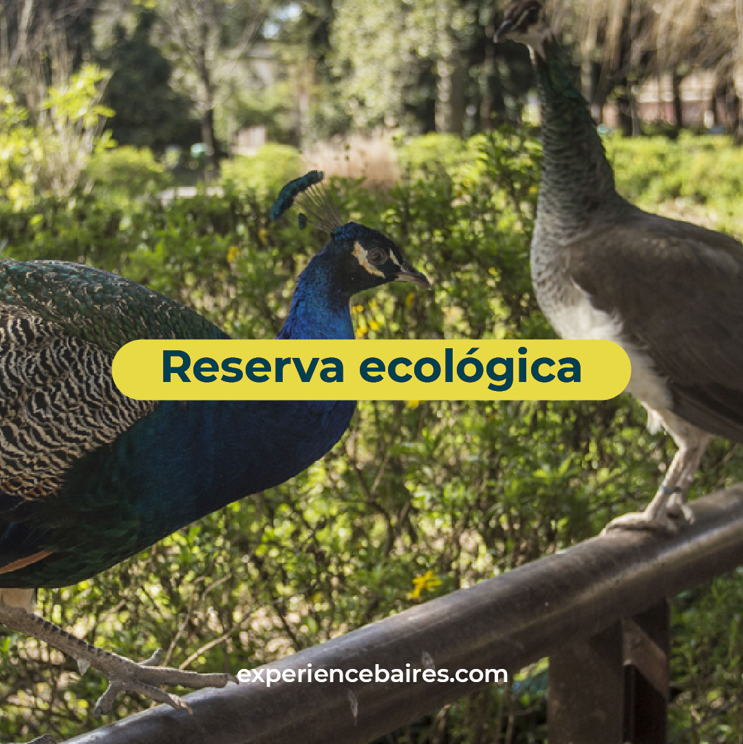 You are currently viewing Verde es vida: la reserva ecológica