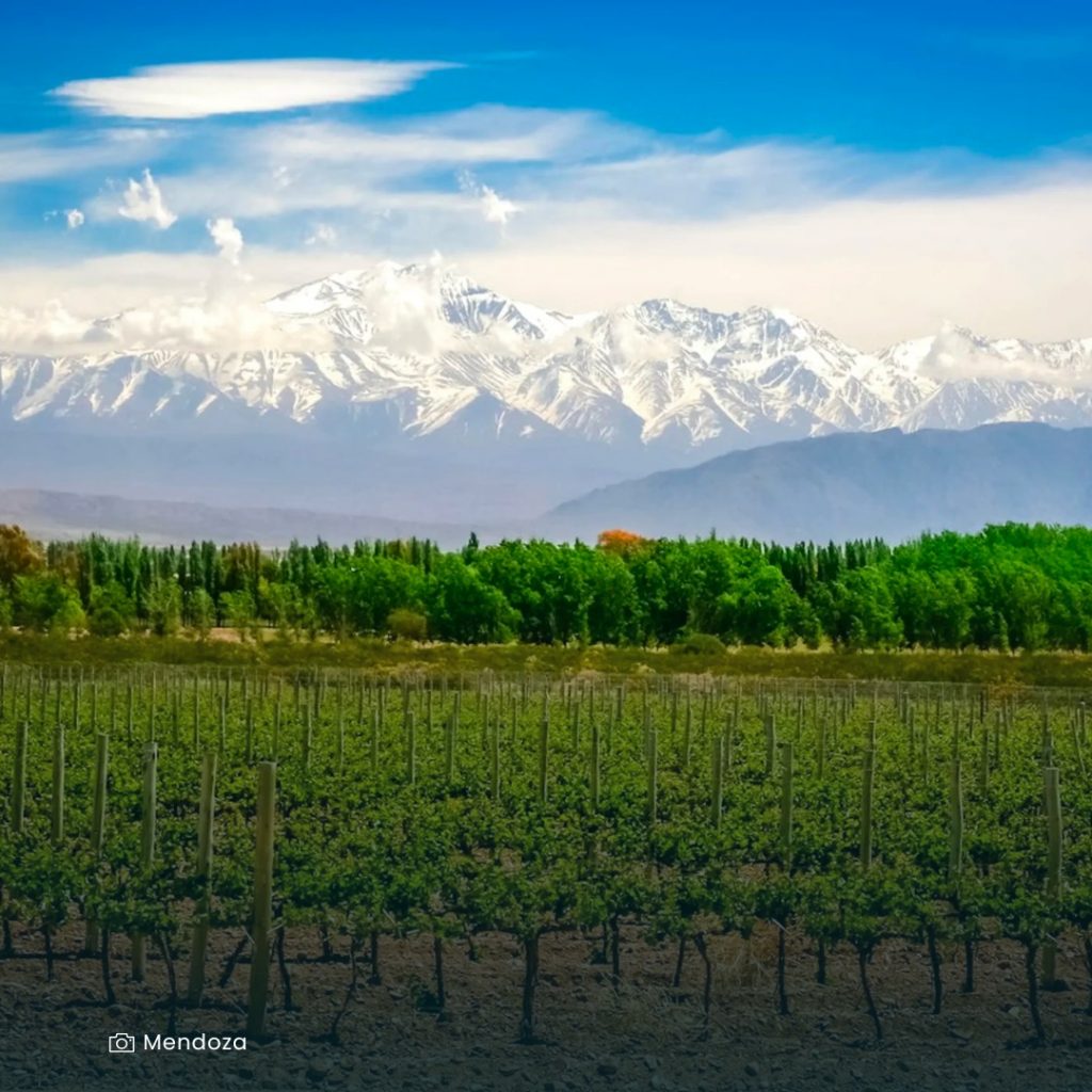 Read more about the article Mendoza, Argentina: A Vinicultural Oasis Amidst Majestic Mountains